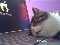 Cat loves apple